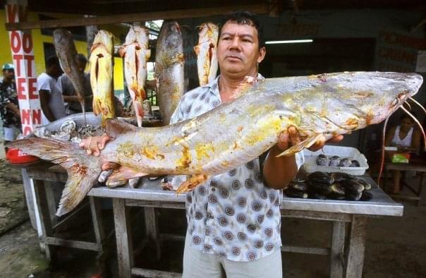 Peixaria cidade de Amapá