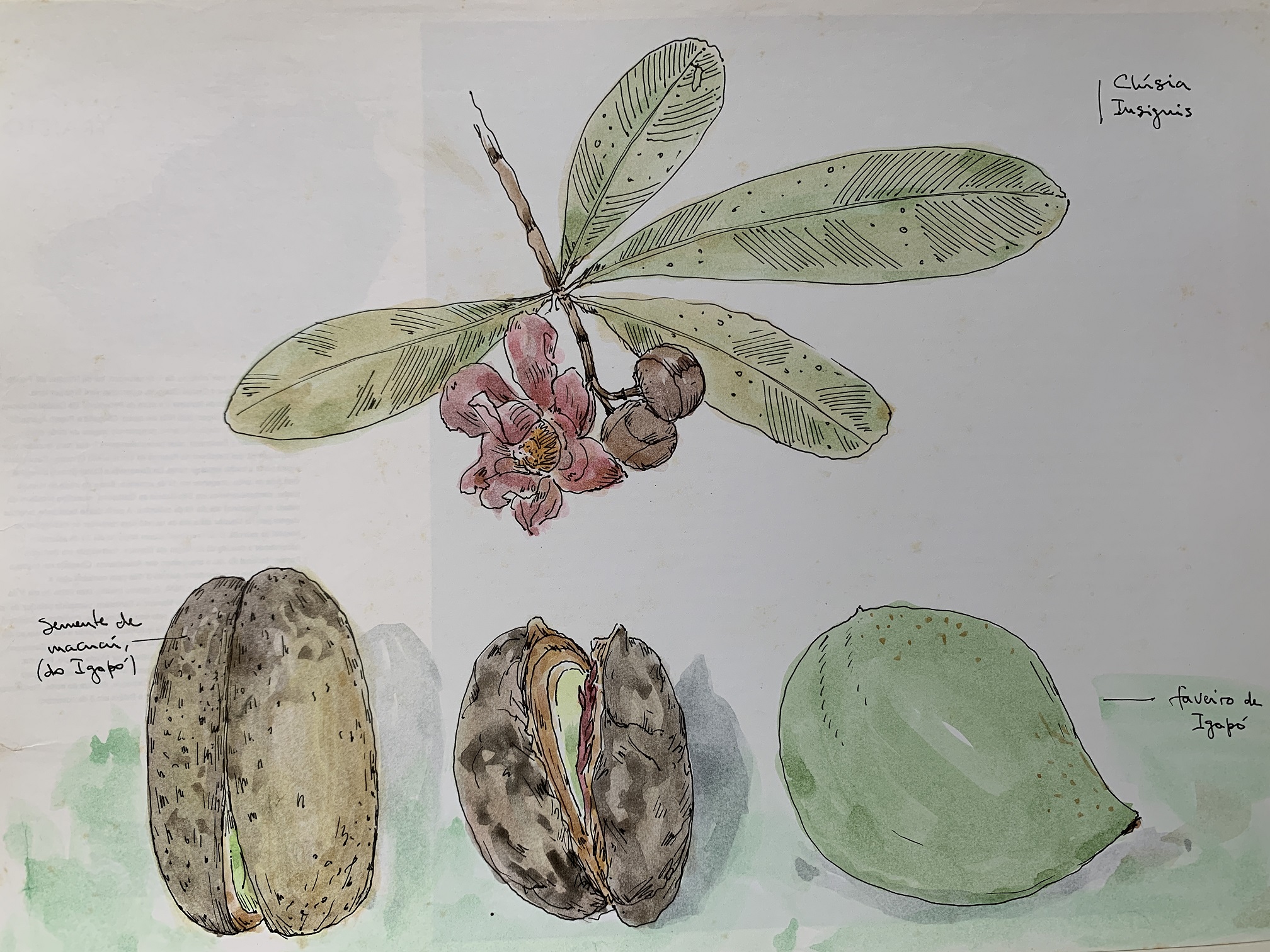 Diário de bordo, Igapó.