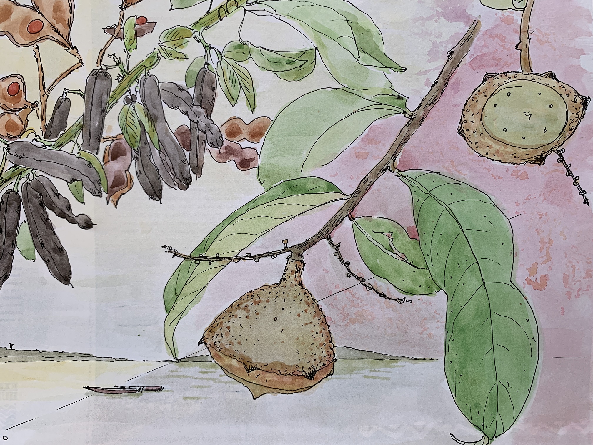 Diário de bordo, sementes e frutos.