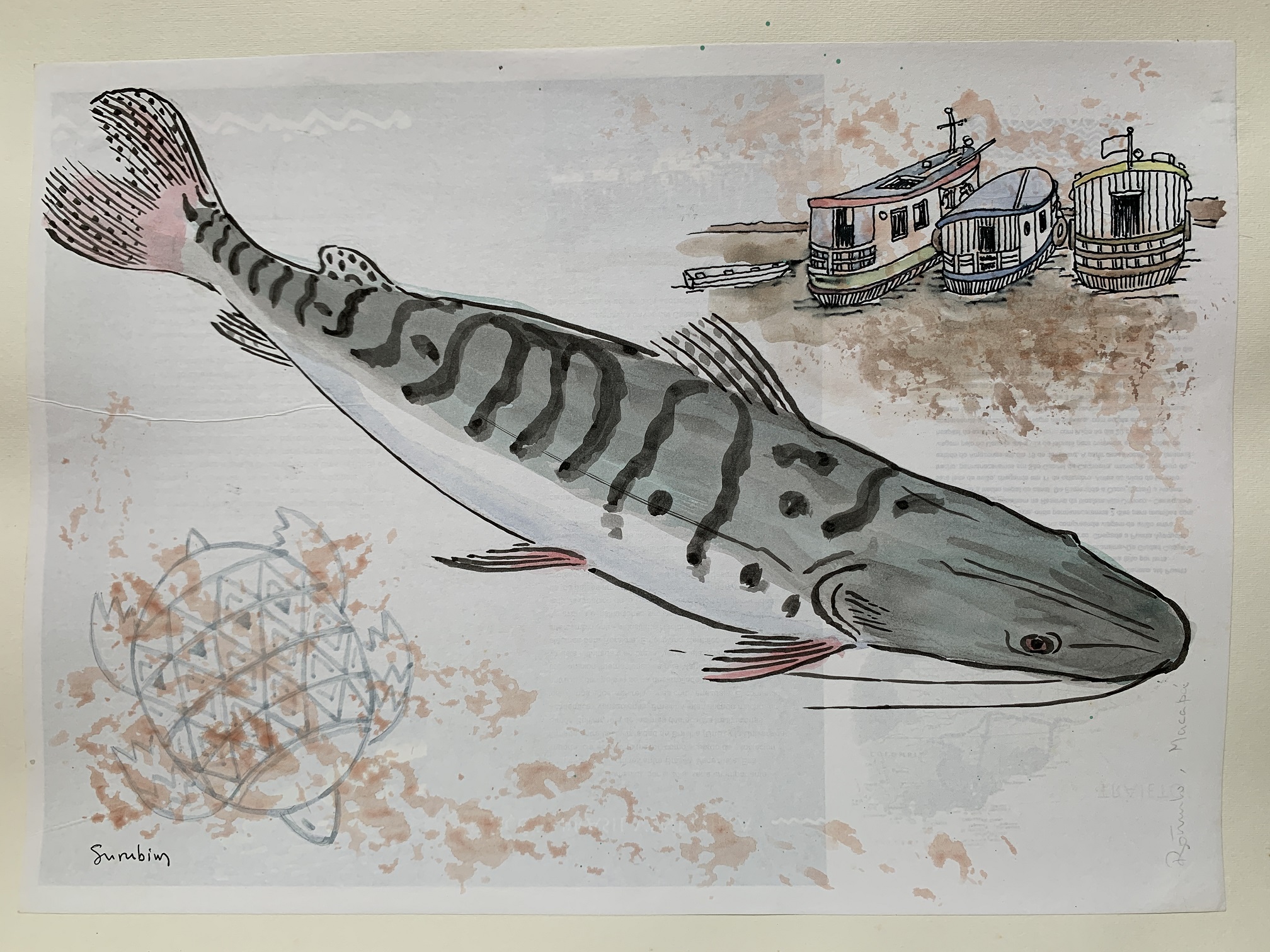 Diário de bordo, surubim porto de Santana.