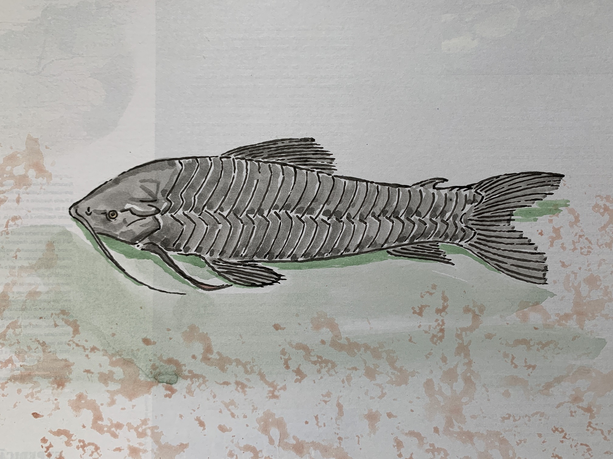 Diário de bordo, tamoatá.